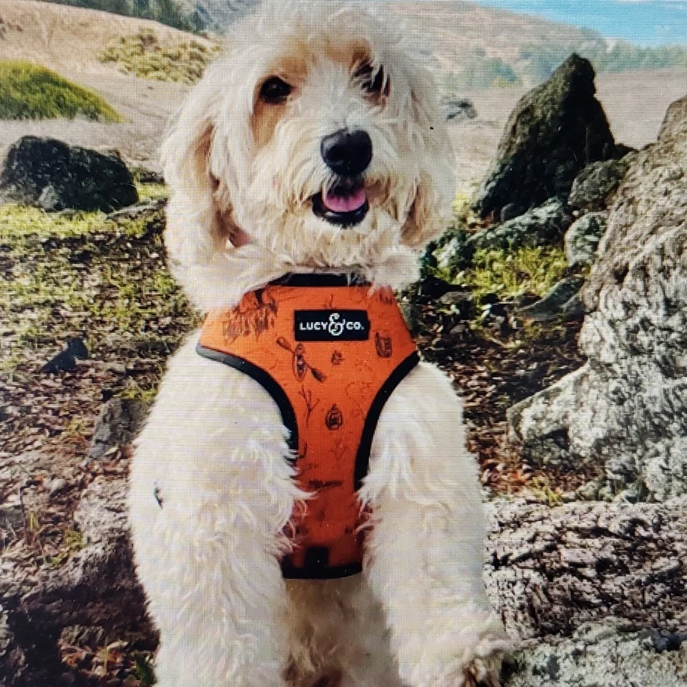 Lucy & Co Reversible Water Repellant Neoprene Harness